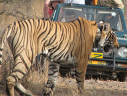 T17 tigress with jeep in background