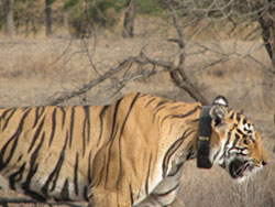 T17 tigress on way side view