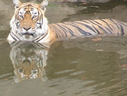 T16 tigress in water