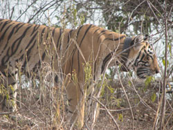T17 tigress in grass