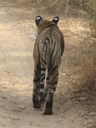 T17 tigress backview