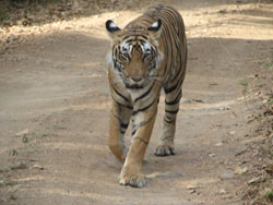 T17 tigress walking towards us