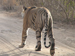 T17 tigress back view 2