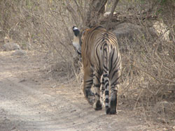 T17 tigress walking away