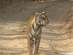 T17 tigress sniffing air