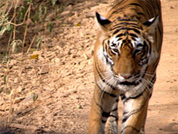 Close up of T17 tigress