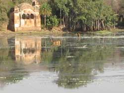 Ranthambhhore palace