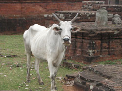 Ratnagiri cow guarding