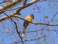 Rufus treepie in tree