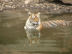 T16 tigress cooling in water