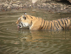 T16 tigress drinking water