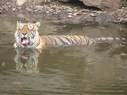 T16 tigress big yawn