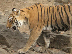 T16 tigress close up side view
