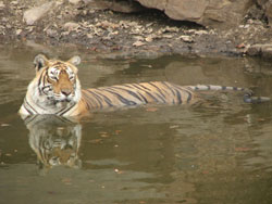 T16 tigress resting in water