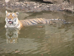 T16 tigress in water yawning