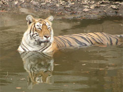 T16 tigress thinking about getting up