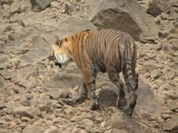T16 tigress on rocks