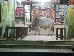 Varanasi cow