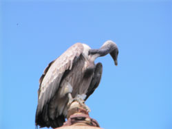 Vulture in Orchha