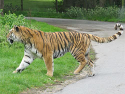 tigress walking across road