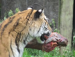 tigress carrying food