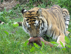 tigress feeding