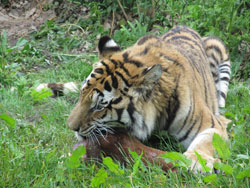 tigress feeding sideways on
