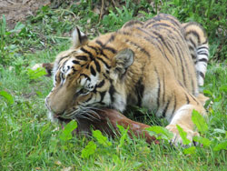 tigress using her teeth