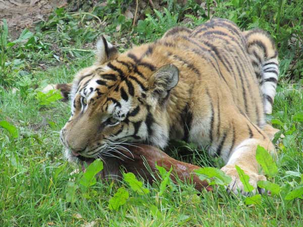 front view tigress chewing food