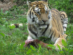tigress disturbed from her food