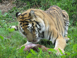 tigress feeding again