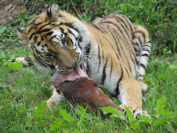 tigress tearing meat