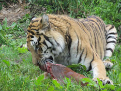tigress tearing meat