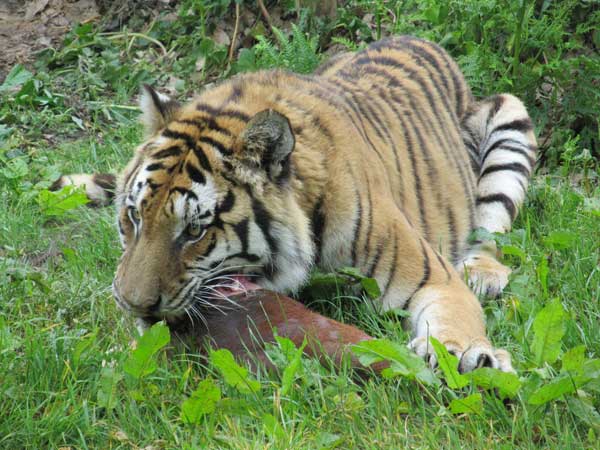 tigress feeding but alert