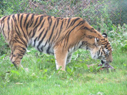 tigress eating standing up