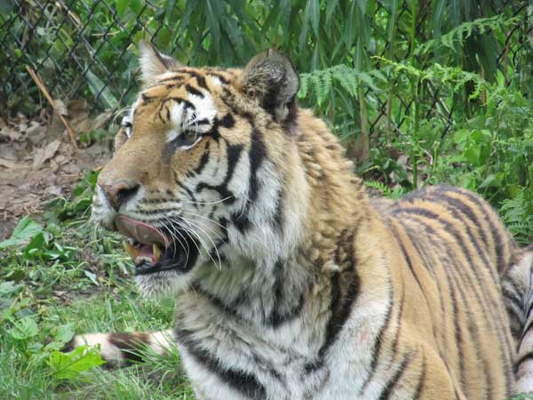 tigress yawning and licking lips