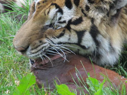 close up of tigress jaws