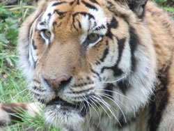 face study of tigress
