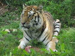 tigress pausing from food