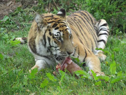 tigress view right with food