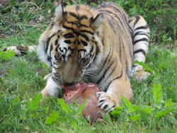 tigress showing claws