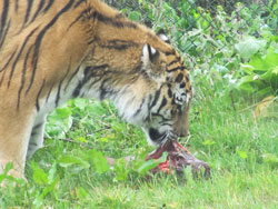 tigress eats