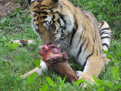 tigress with claws and meat