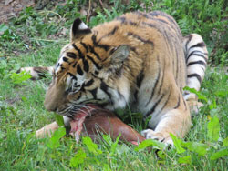 tigress chewing side on
