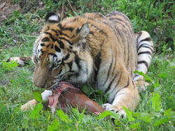 tigress chewing meat