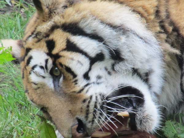 tigress showing teeth