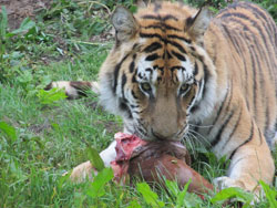 tigress eyes up meat