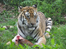 tigress resting from food