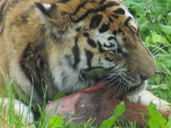close up of tigress eating