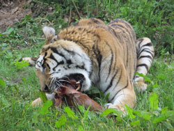 tigress showing canines